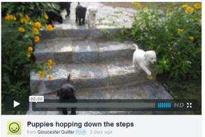 HoppingPuppies