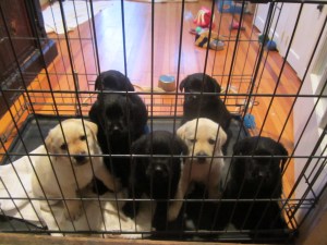 PuppyPrisoners