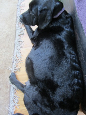 StellaPregnant2013_2