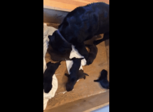 Pups2015_10d_StellaRazzing