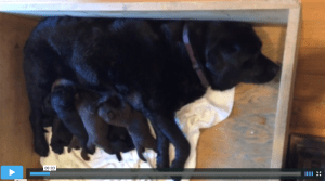 Pups2015_10daysNurusing