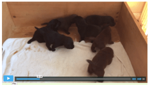 Puppy's First Romp 8.1.15